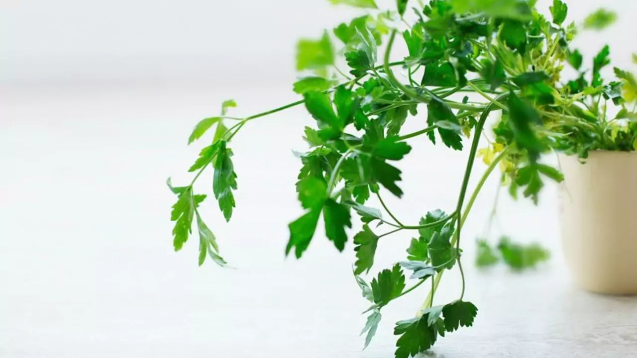 Can You Overwater Parsley? Water Requirements 1 Parsley water requirements