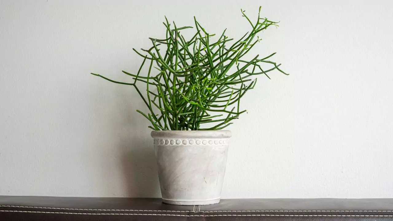 Pencil Cactus Dying
