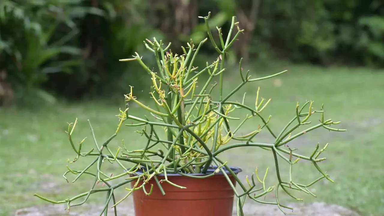 Pencil Cactus Dying? (7 Reason Why and How To Save It) 1 Pencil cactus proper watering