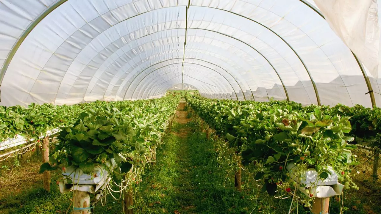 What To Grow In Greenhouse In Winter 1 Perfect crops for greenhouse in winter