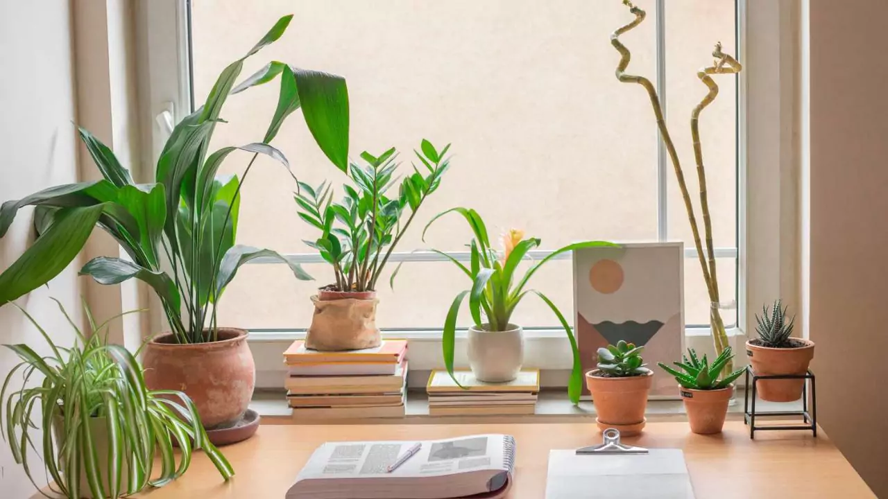 Are Succulents Good House Plants? 2 Perfect succulents for office