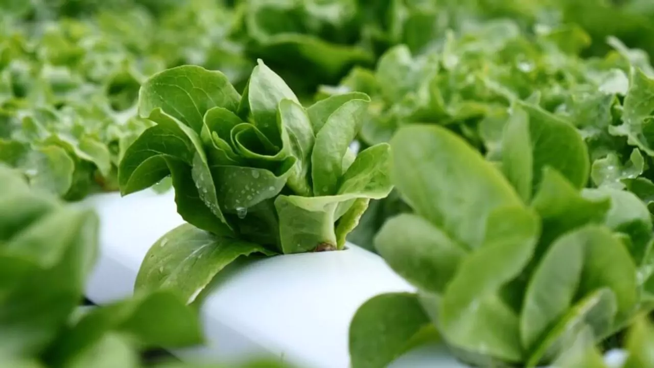 How Long Do You Need to Wait Before Planting in Aquaponics? 1 Planting in Aquaponics