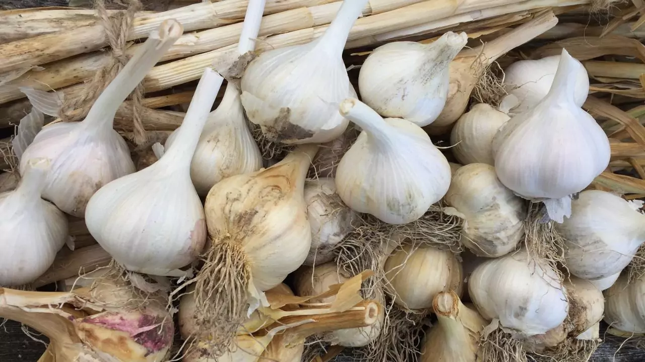 Can You Plant Organic Garlic From The Store? 4 Planting organic garlic guide