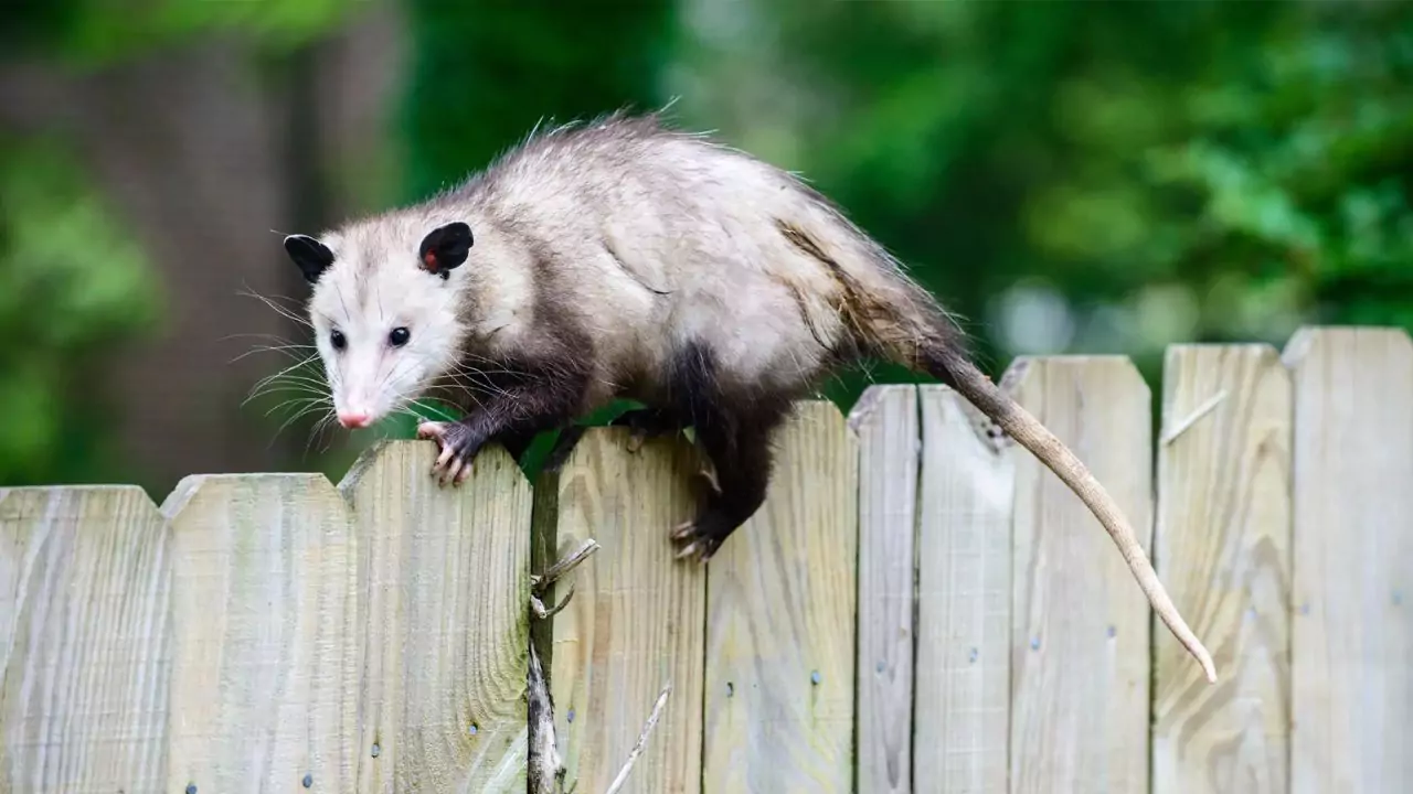 What Attracts Possums to Your Yard