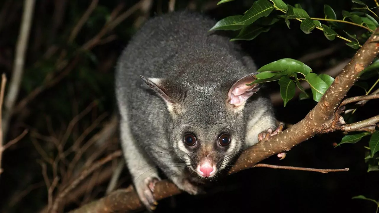 What Attracts Possums to Your Yard? 3 Possums at night