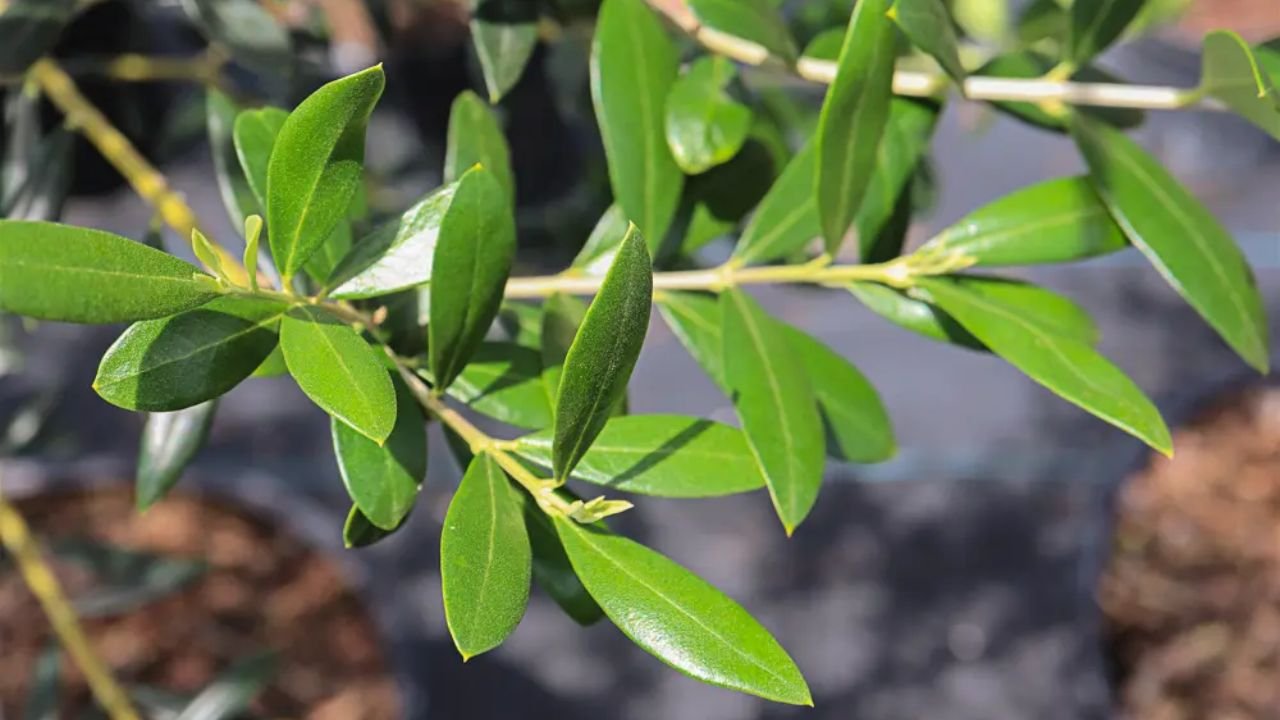 Pot for olive tree