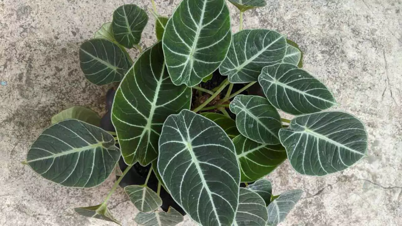 Growers Guide for Alocasia Black Velvet 6 Potted Alocasia Black Velvet