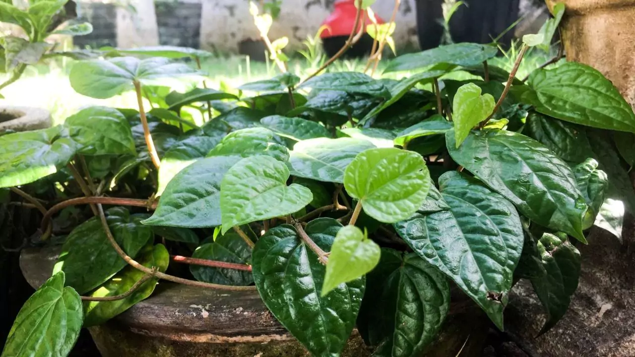 Grower’s Guide for Betel Leaf 1 Preferred zone betel leaf 1