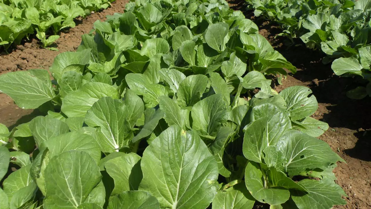How to Grow Organic Pechay 2 Preparing Organic Pechay