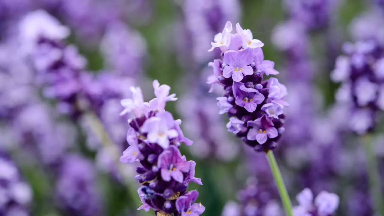 Lavender In Winter Guide (What To Expect) 3 Preparing lavender for winter