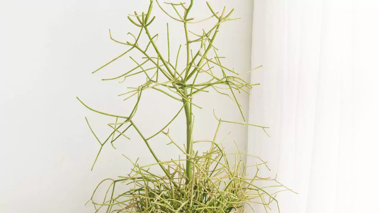 Pencil Cactus Dying? (7 Reason Why and How To Save It) 4 Proper Watering