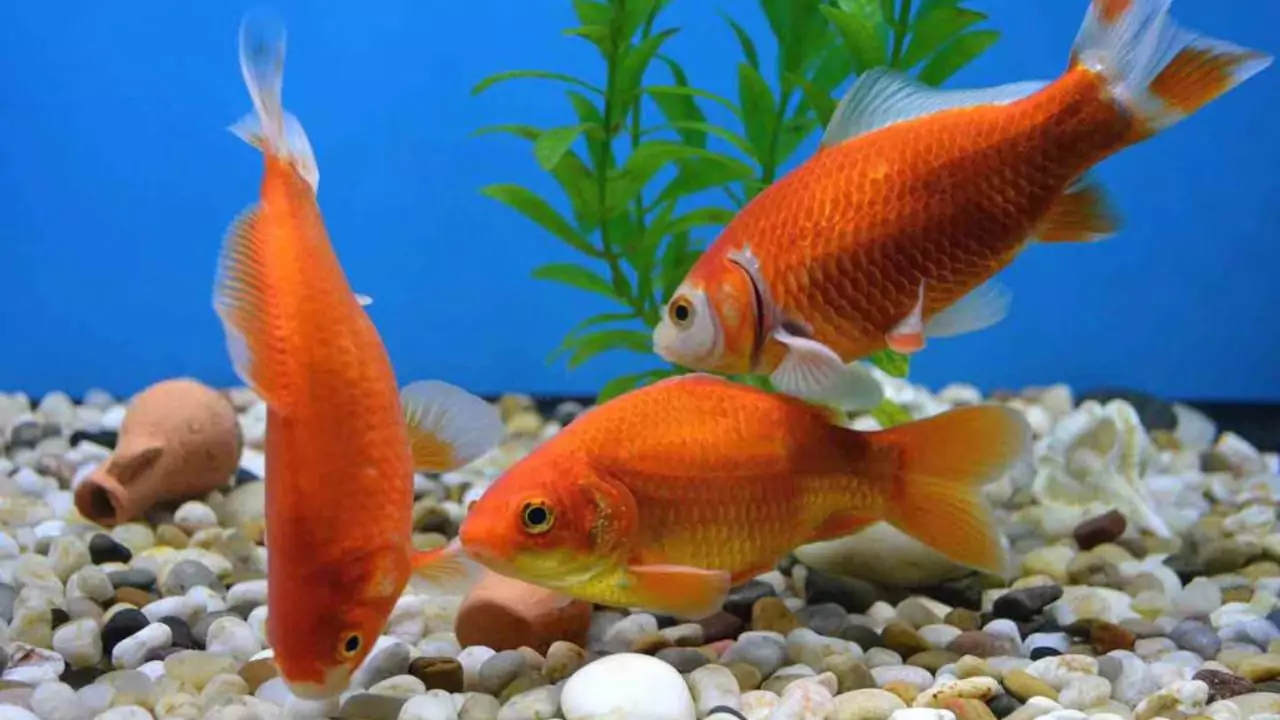 Proper fish food
