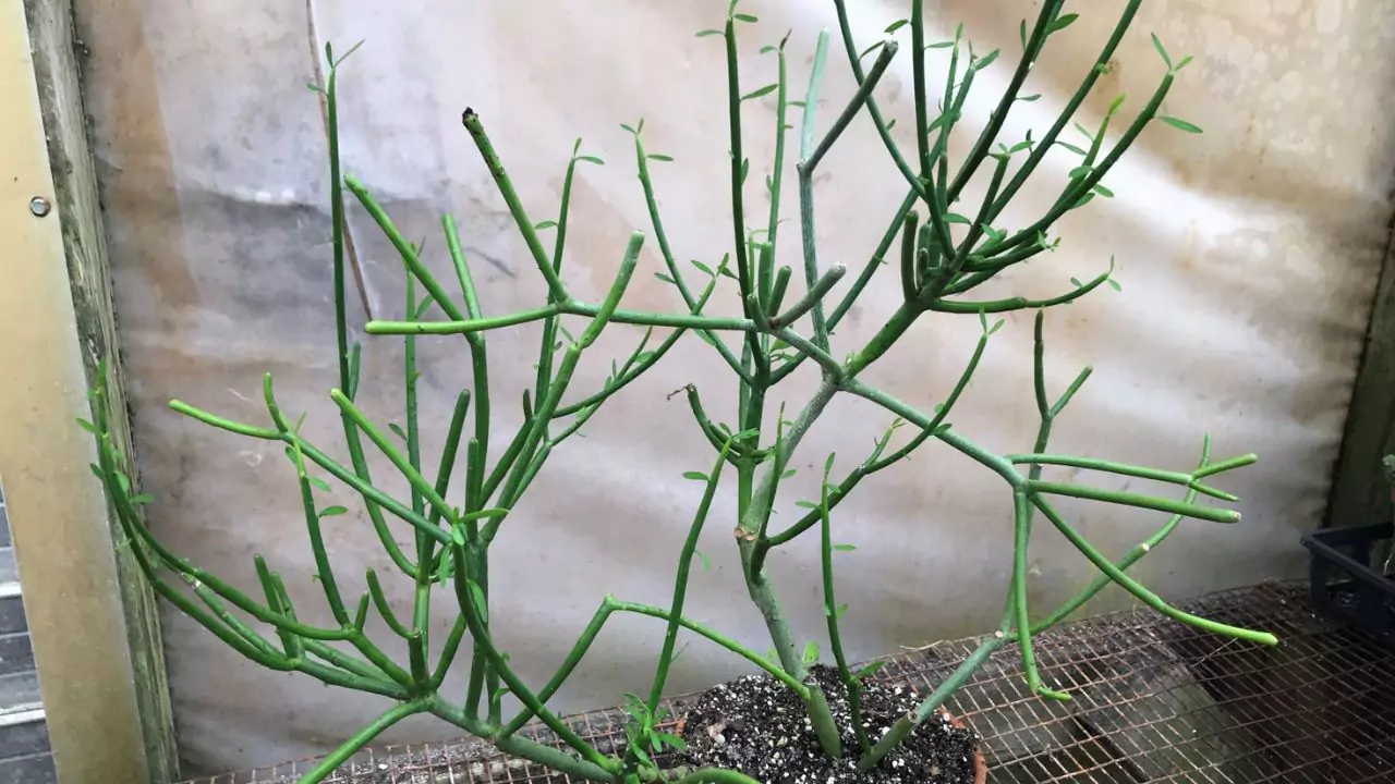 Pencil Cactus Dying? (7 Reason Why and How To Save It) 6 Provide Proper Aeration