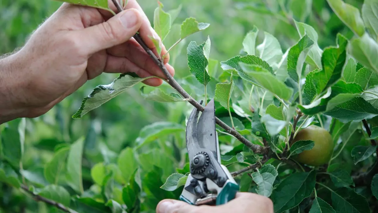 How to Make a Tree Grow New Branches 2 Pruning trees
