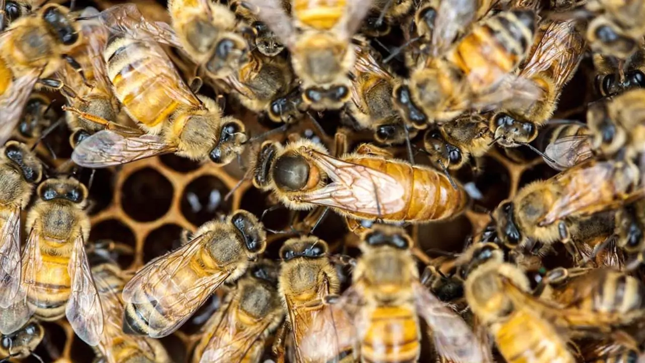 Bee Identification Guide: 31 Most Common Bees In Our Gardens 1 Queen Bee