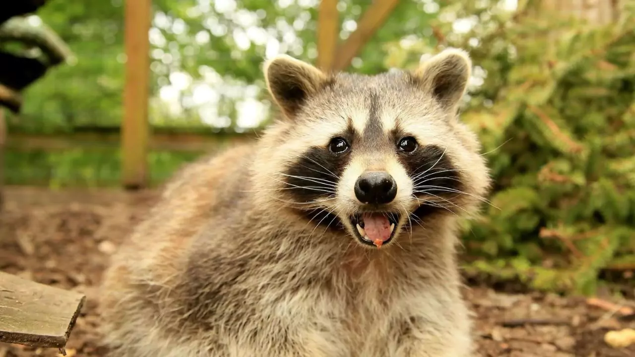 What is Attacking My Bird Feeder at Night? 2 Raccoon