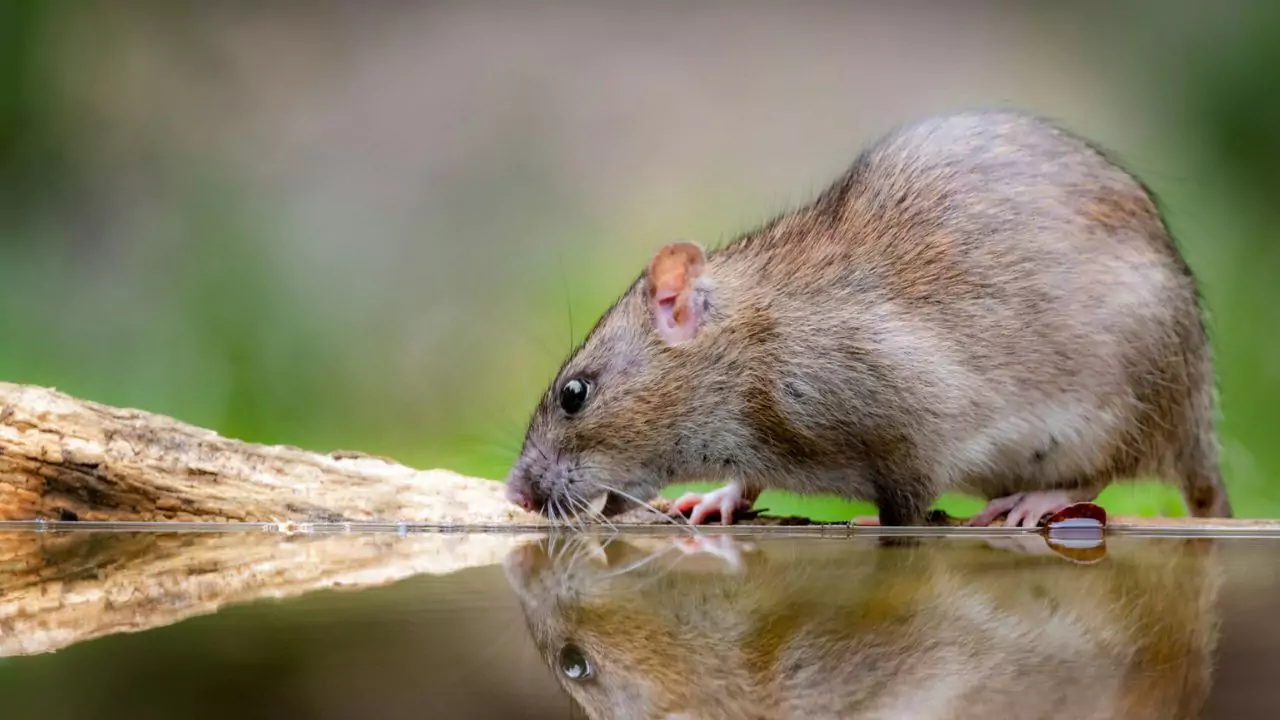What is Attacking My Bird Feeder at Night? 4 Rats