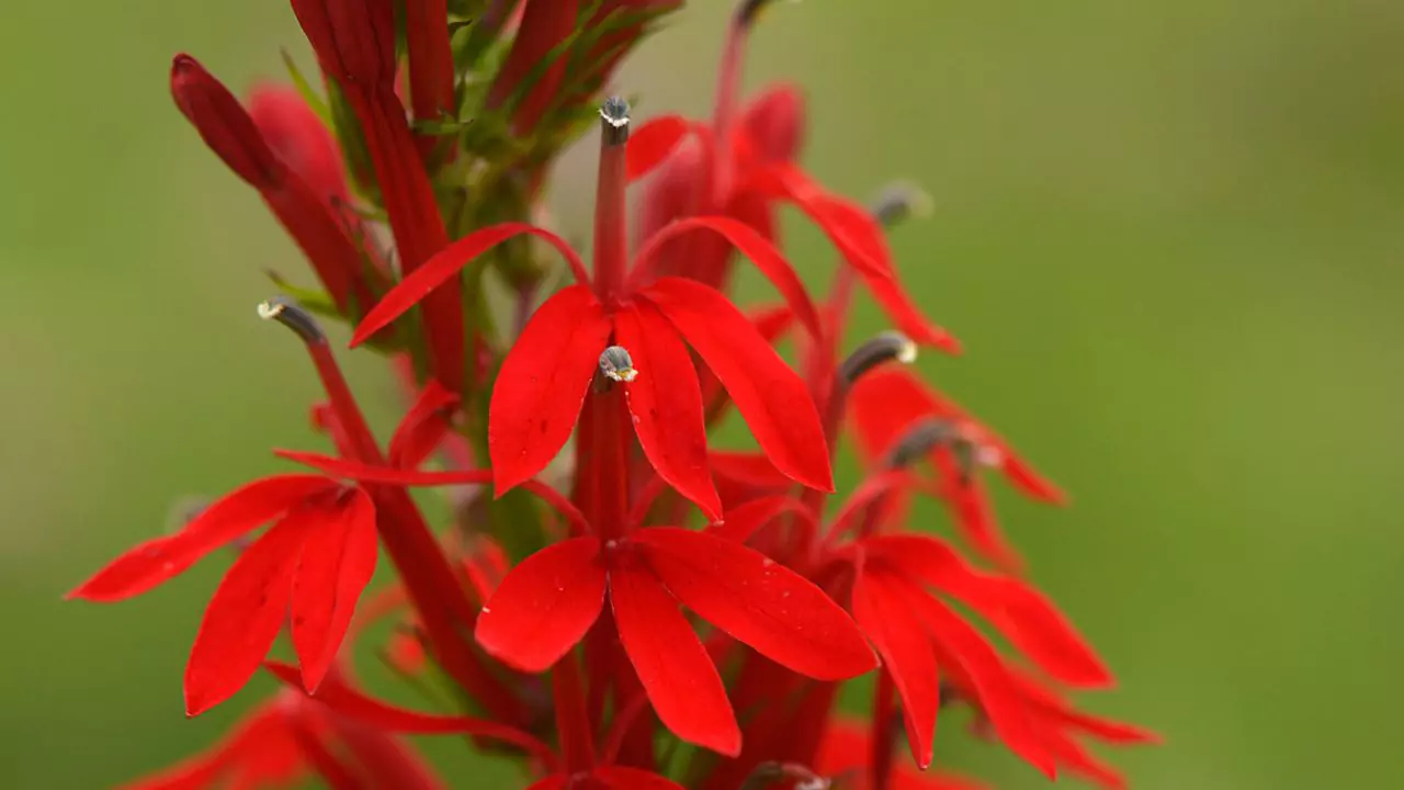 Top 7 Reasons Your Pond Plants Are Dying 8 Red Cardinal flower 1