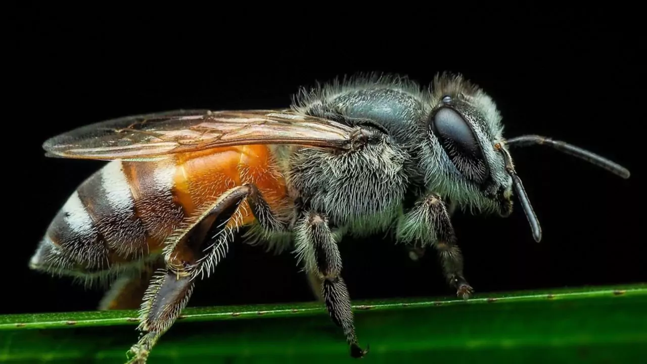Bee Identification Guide: 31 Most Common Bees In Our Gardens 4 Red dwarf honey bee – Apis florea