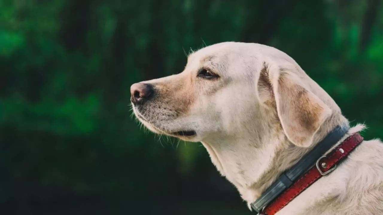 Do Robotic Mowers Have Issues With Dog Fences? 4 Regular dog collar