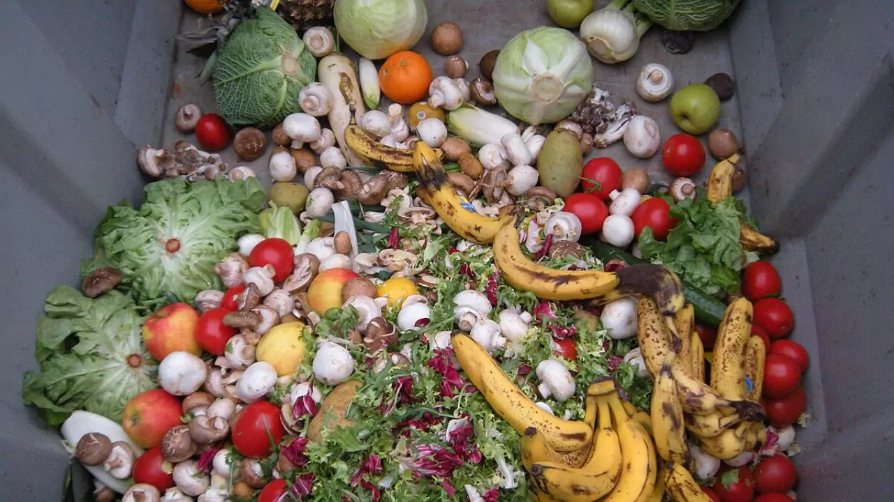 What Attracts Possums to Your Yard? 5 Remove Food Sources