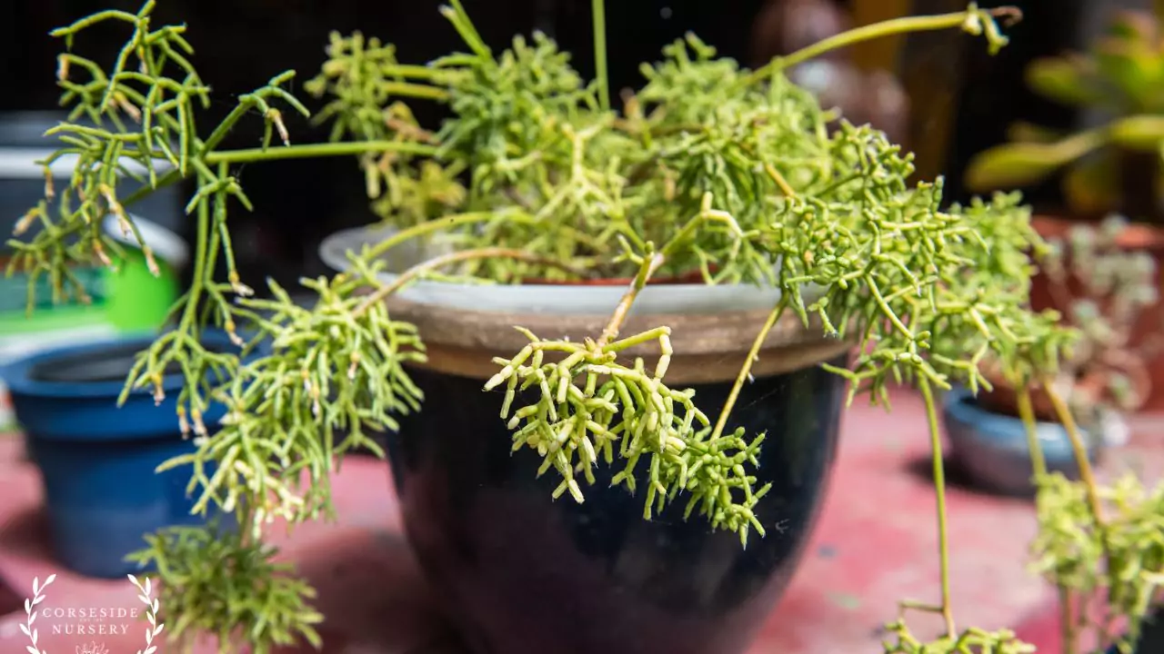 Are Succulents Good House Plants? 3 Rhipsalis