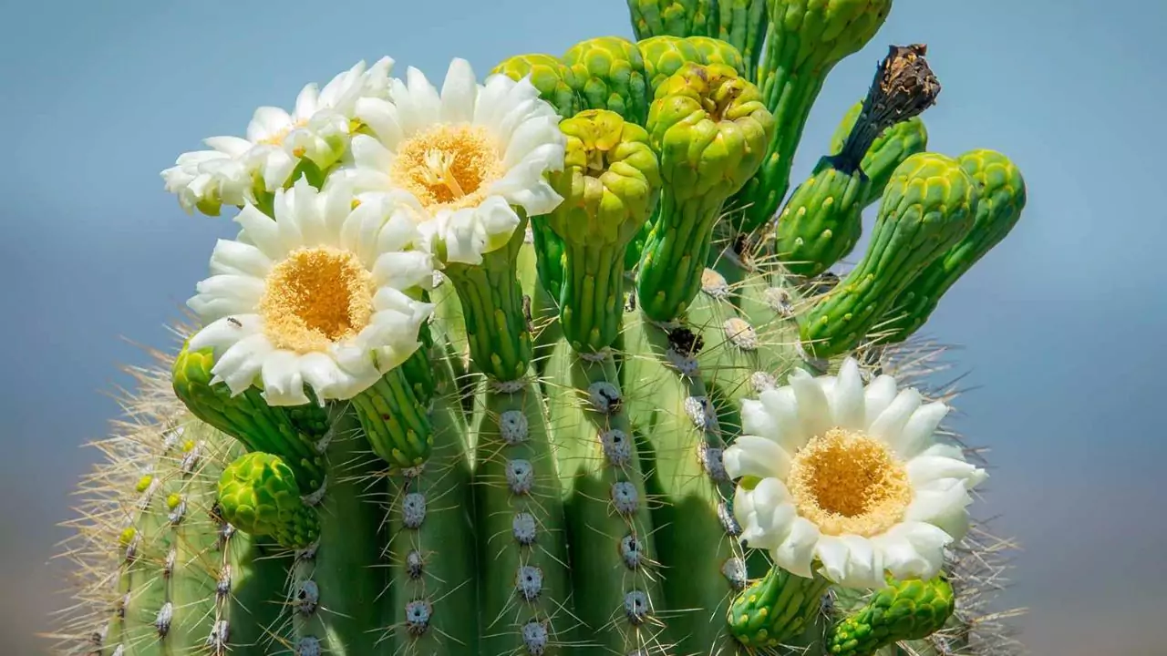 Saguaro Cactus