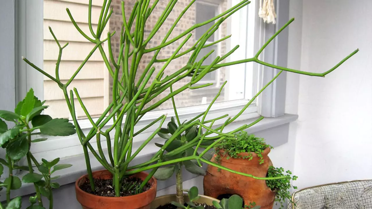 Pencil Cactus Dying? (7 Reason Why and How To Save It) 5 Saving Pencil cactus