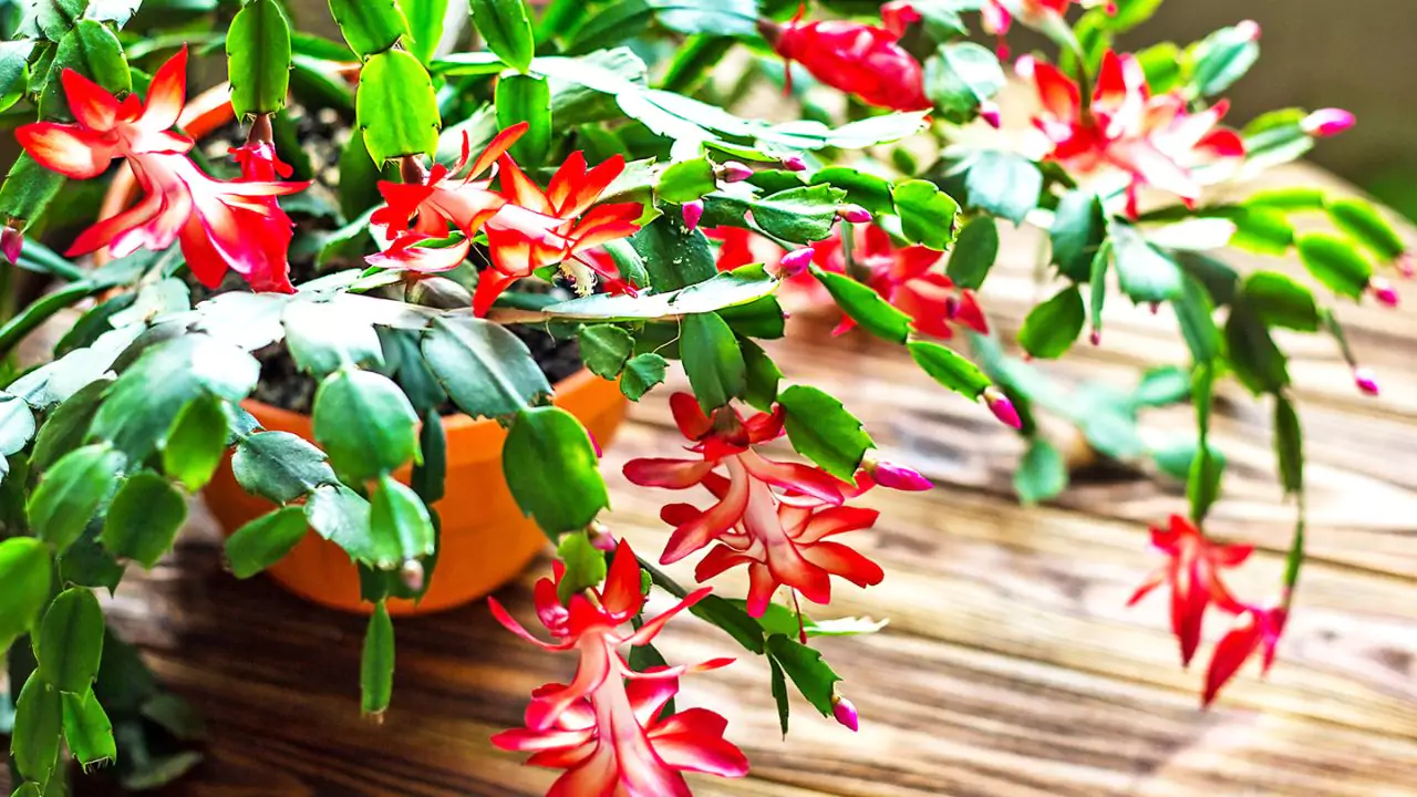 Organic Wedding Flower Arrangements (Alternatives) 8 Schlumbergera