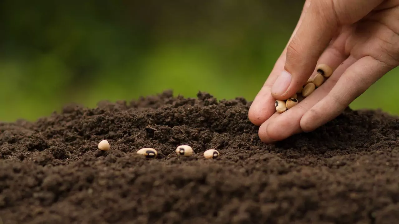 How to Use Vermicompost in Potted Plants 1 Seed