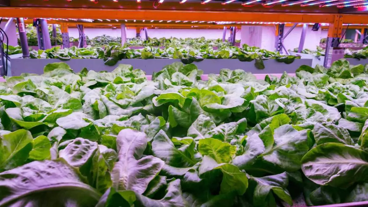 Does Aquaponics Need Sunlight? 2 Set artificial lights for aquaponics