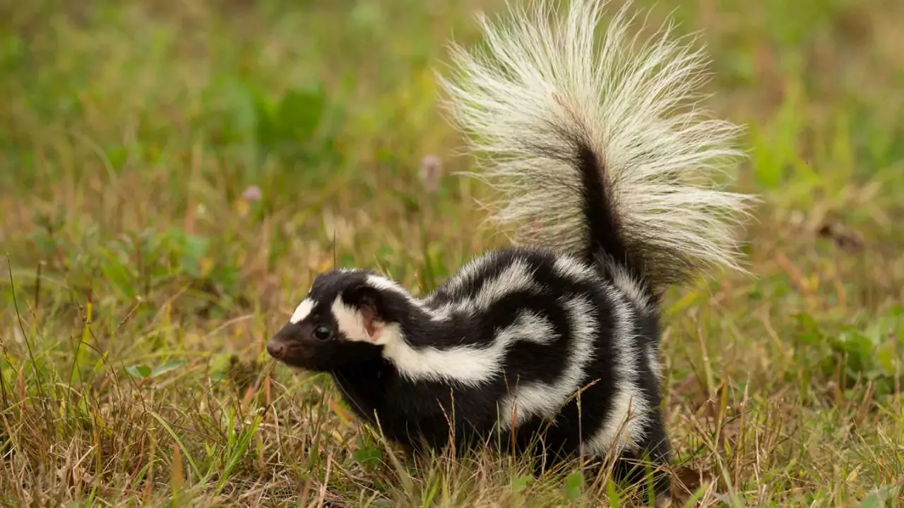 What is Attacking My Bird Feeder at Night? 1 Skunk