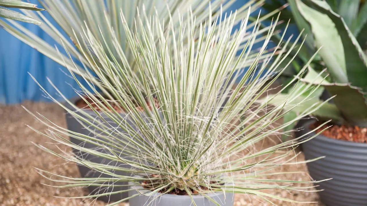 Soaptree Yucca