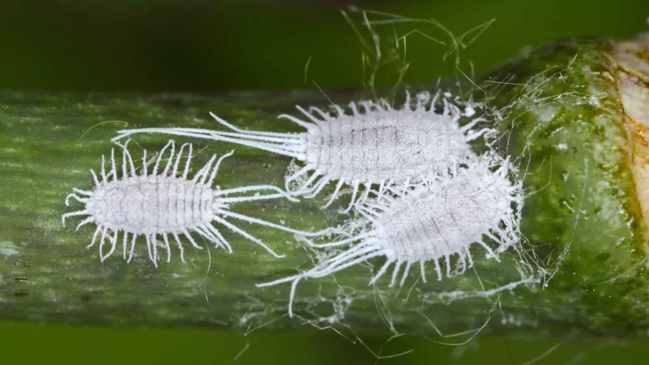 Soft bodied mealybugs