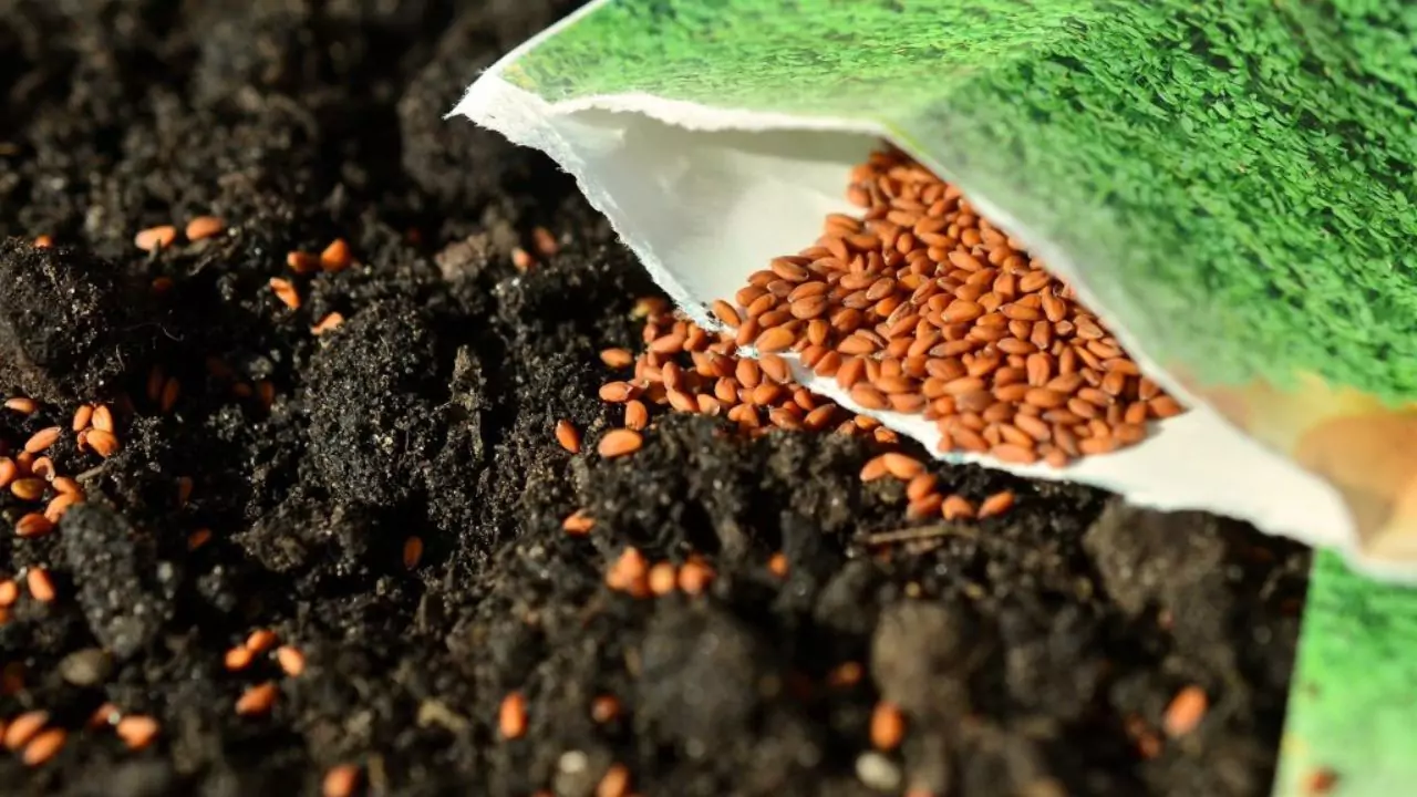 How To Grow Cress in Cotton Wool 1 Sowing cress seed