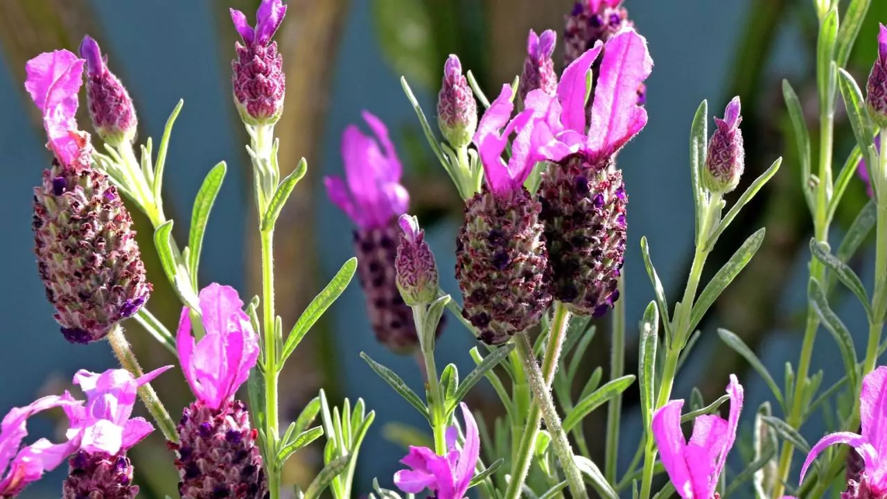 Lavender In Winter Guide