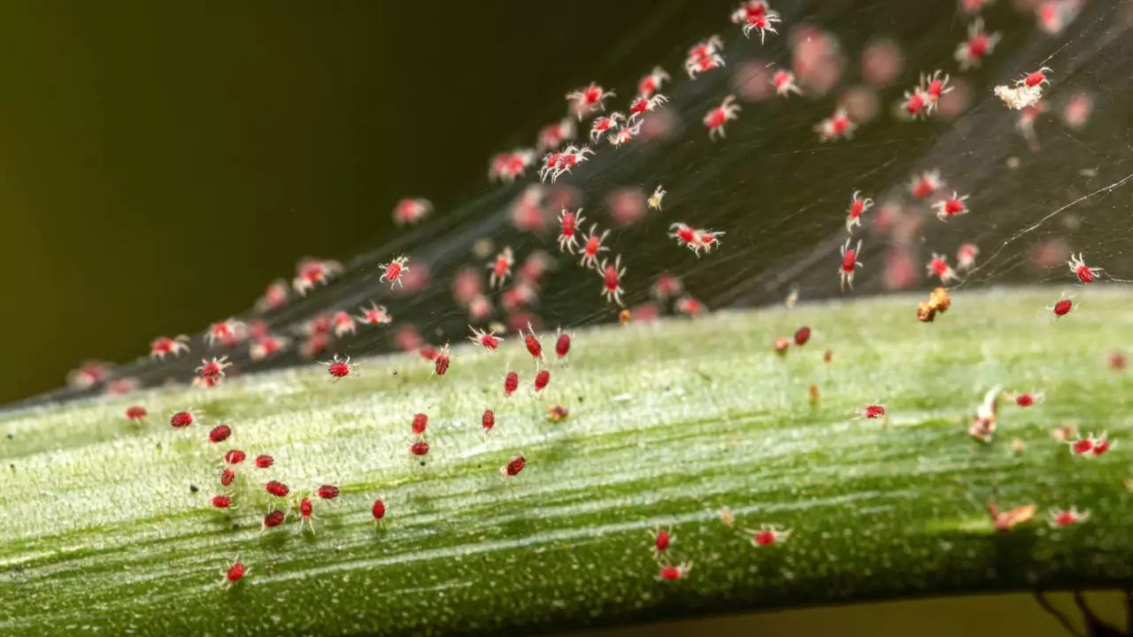 Growers Guide for Alocasia Black Velvet 8 Spider mites