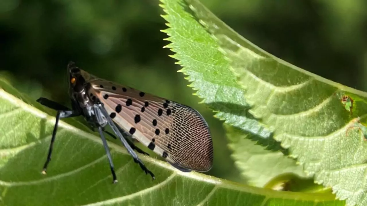 How To Spot And Treat Spotted Lanternfly 3 Spotted Lanternflies an invasive species