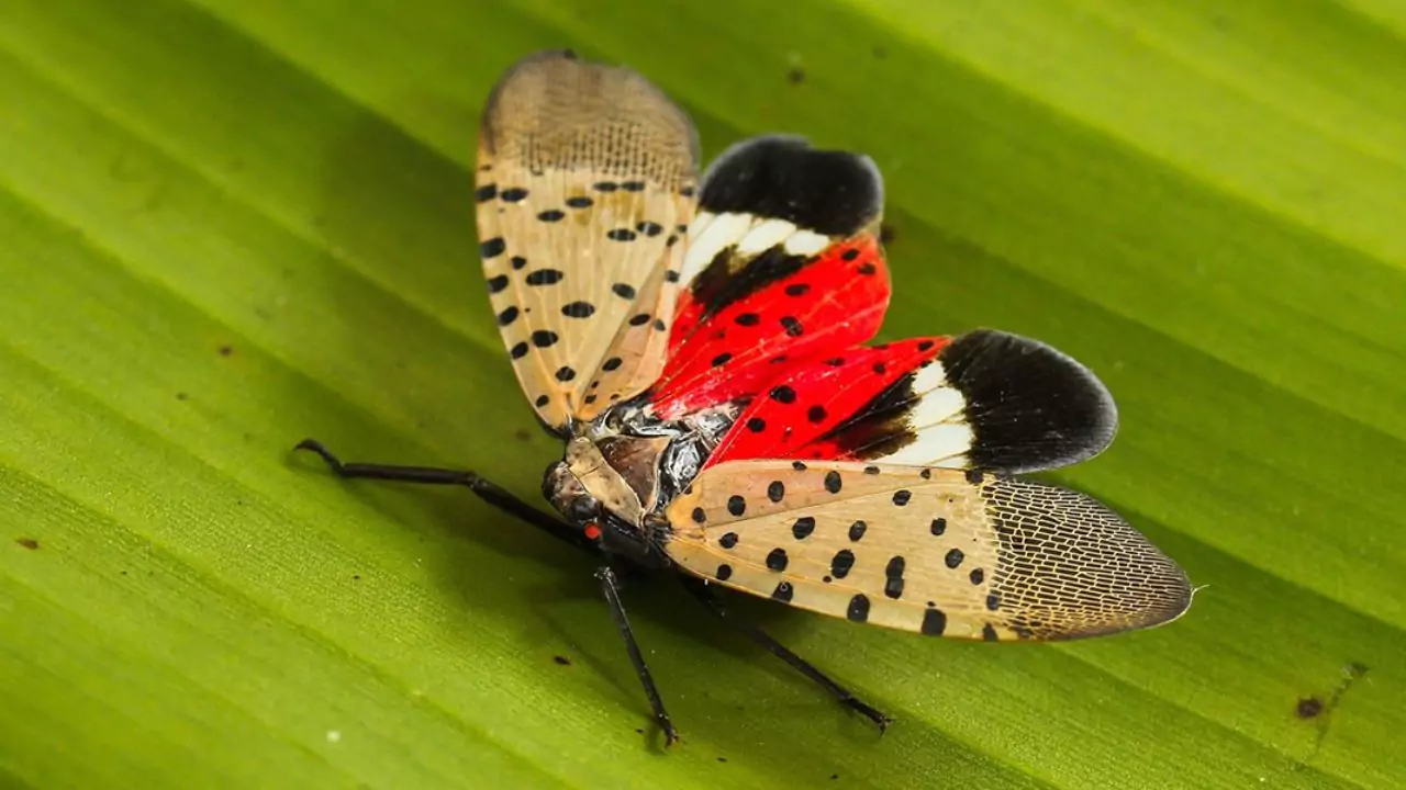 How To Spot And Treat Spotted Lanternfly 4 Spotted Lanternfly Treatment