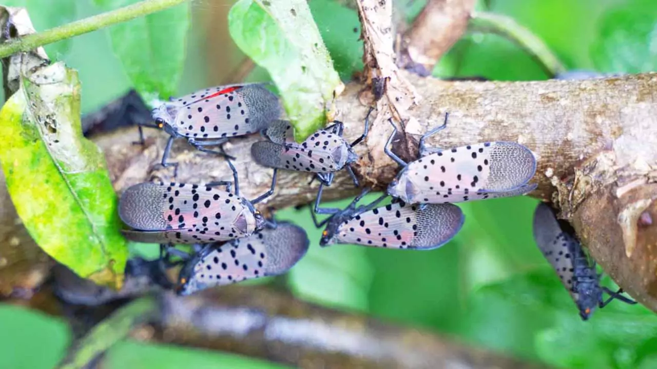 How To Spot And Treat Spotted Lanternfly 6 Spotted Lanternfly problem 1