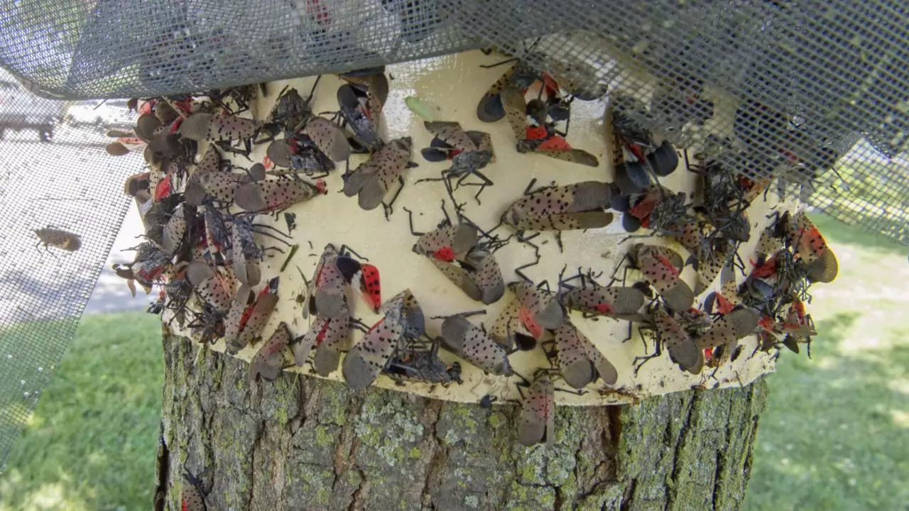 How To Spot And Treat Spotted Lanternfly 8 Spotted Lanternfly traps 1