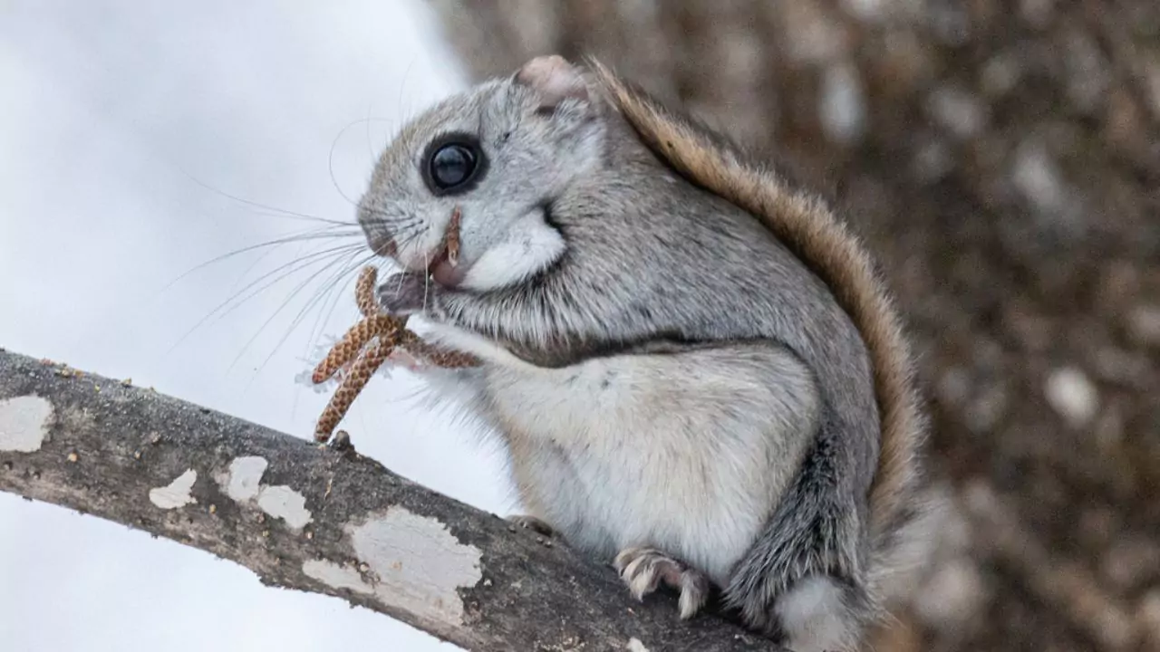 What is Attacking My Bird Feeder at Night? 7 Squirrels