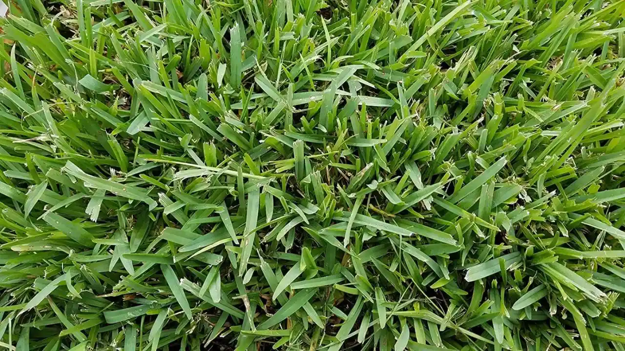 Is Your St Augustine Grass Turning Yellow