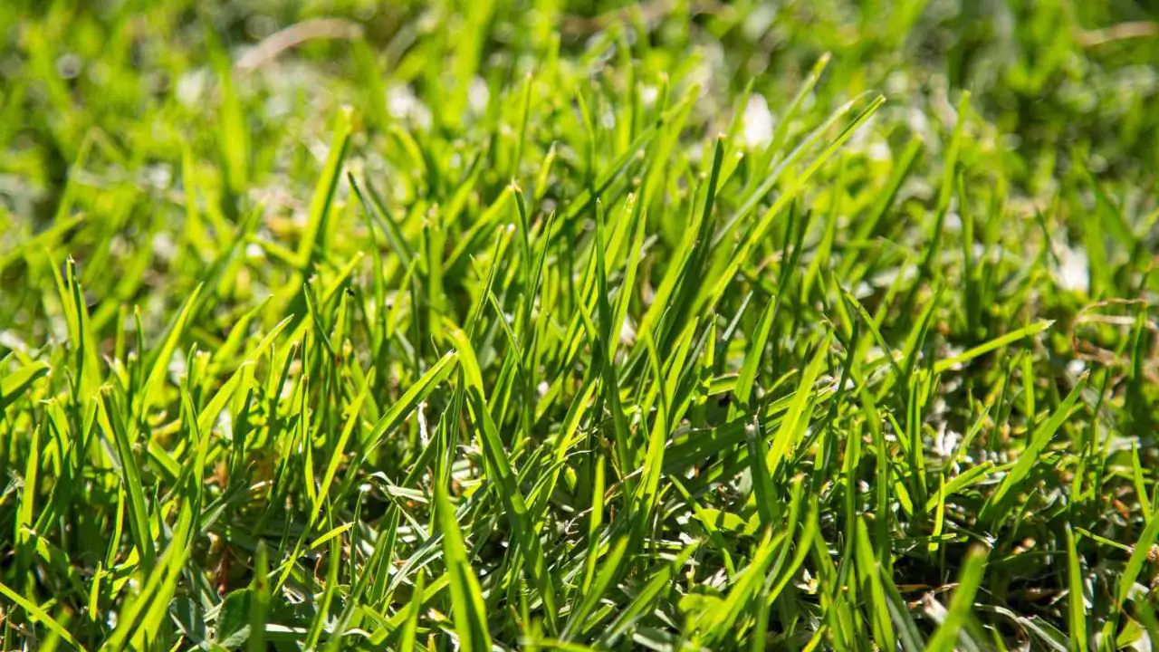 What Does Nitrogen Do for Lawns? (Simple Explanation) 2 St Augustine grass