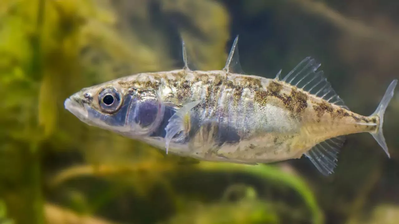 Are Sticklebacks Good for Garden Ponds or Wildlife Pond