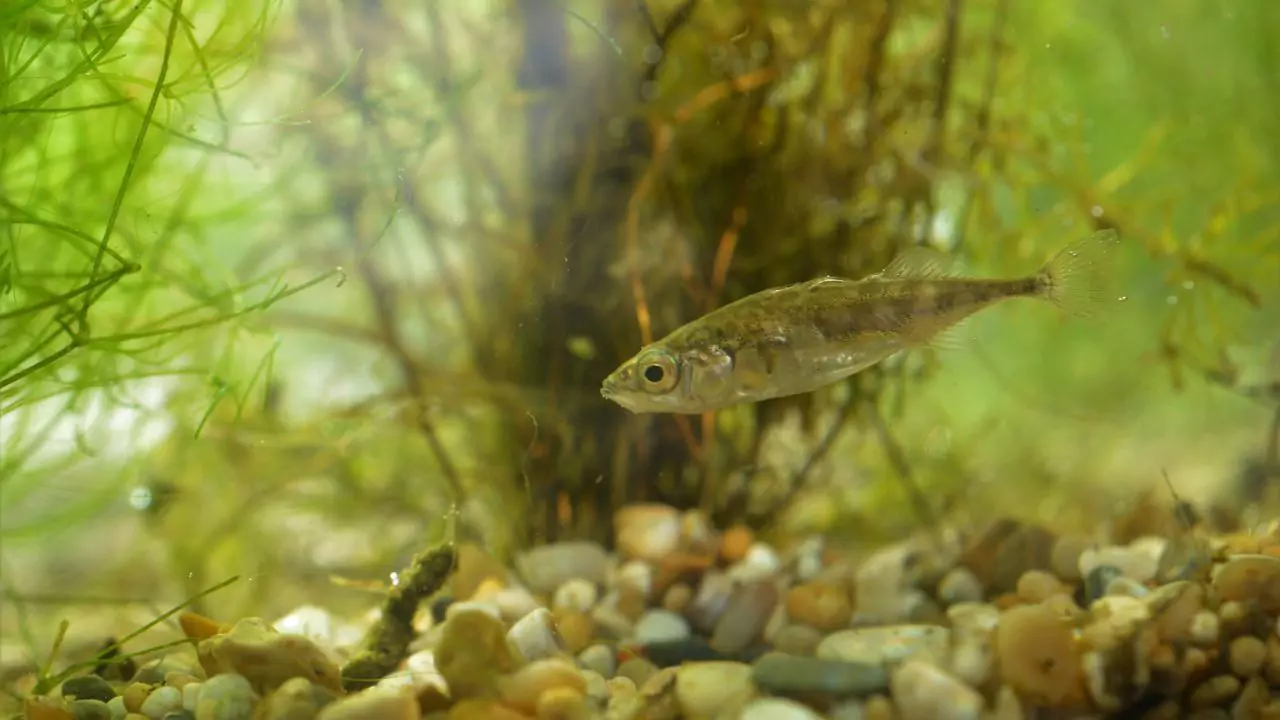 Sticklebacks