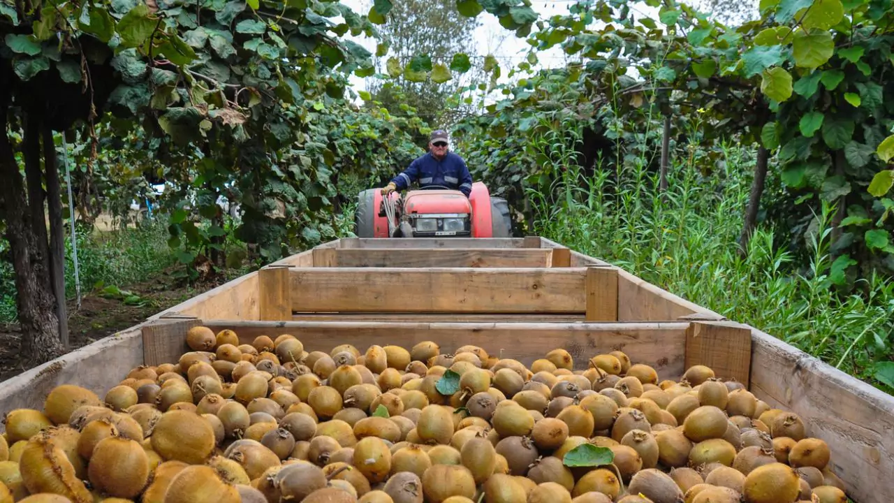 How to Grow Organic Kiwi 3 Storing Kiwis