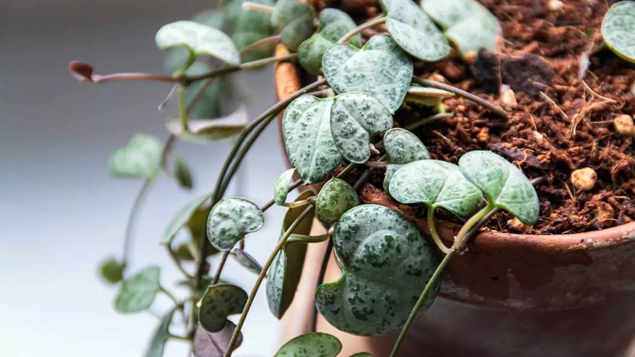Are Succulents Good House Plants? 9 String of hearts