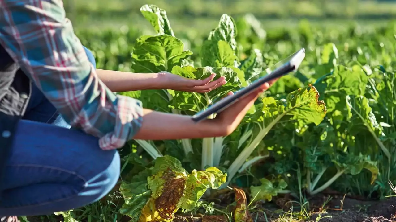 SunCalc free gardening app