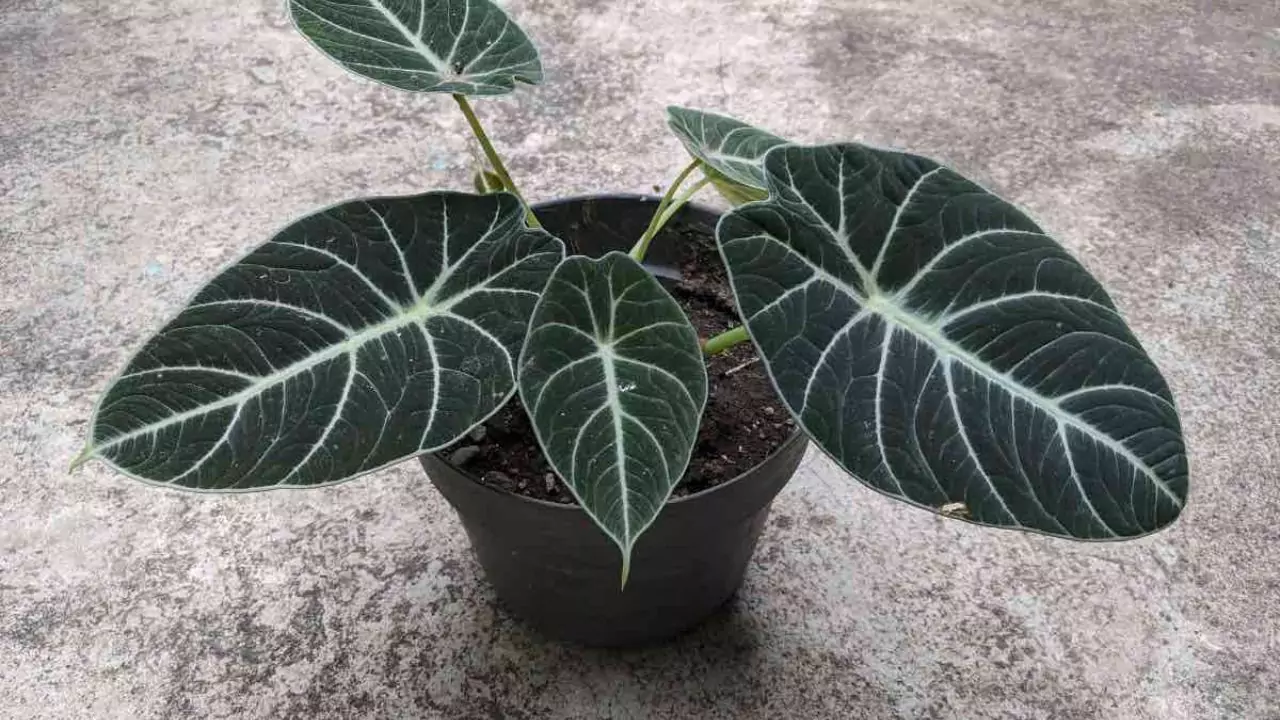 Growers Guide for Alocasia Black Velvet 5 Tips for pruning Alocasia Black Velvet